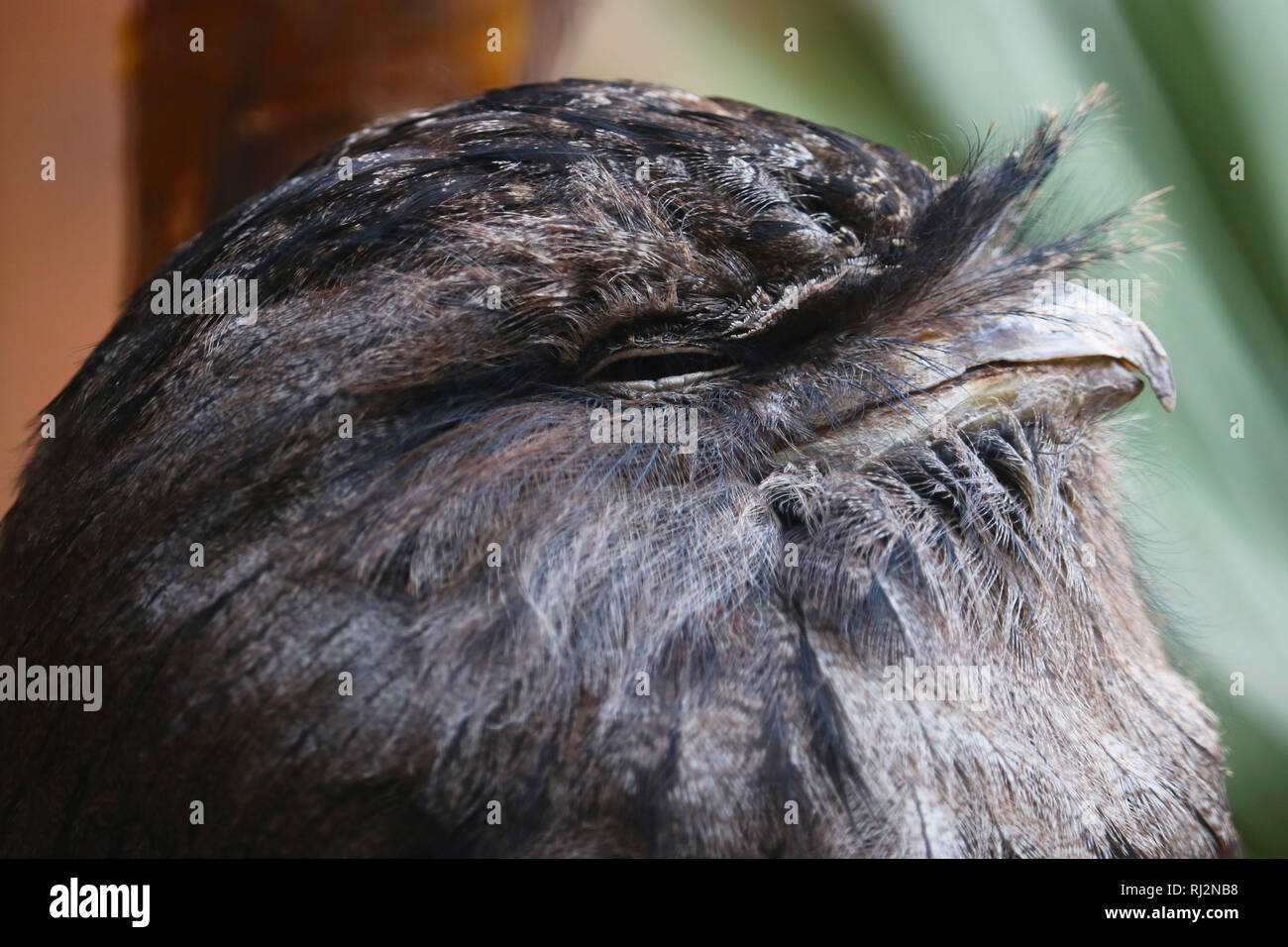 Testa di una sonnolenta tawny frogmouth (podargus strigoides) in vista laterale Foto Stock
