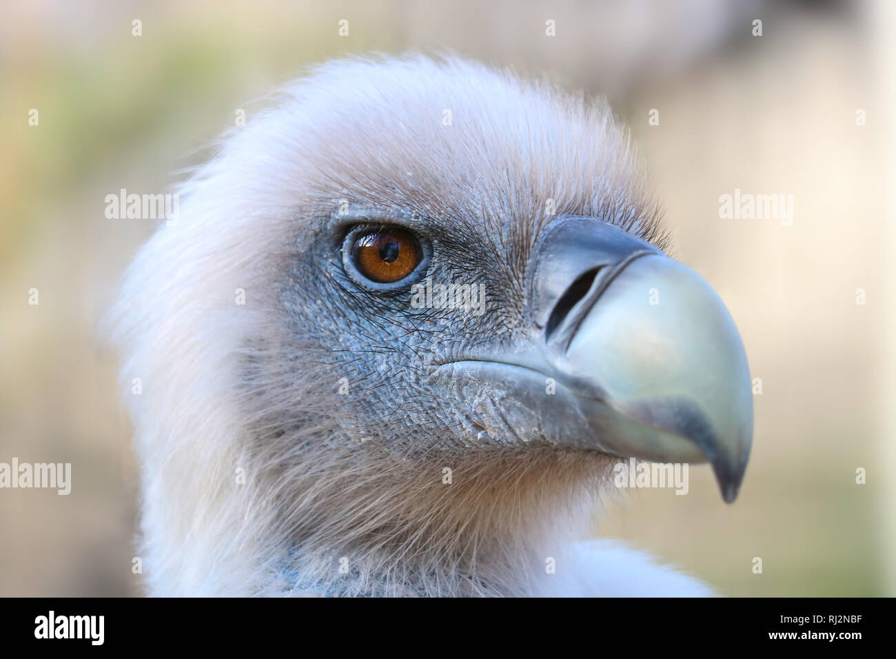 Testa di un avvoltoio grifone (Gyps fulvus) con un brillante arancio-marrone occhio colorato Foto Stock