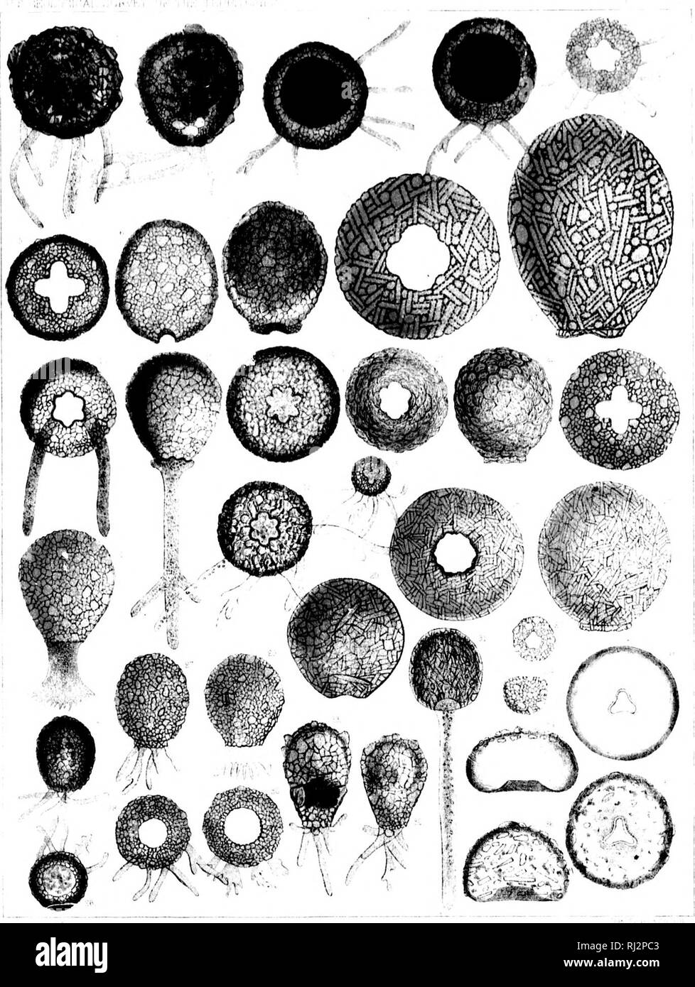 . Di acqua fresca rhizopods del Nord America [microformati]. Rhizopoda; di acqua fresca fauna; Rhizopodes; Faune d'Eau Douce. -.Sto ..sii"."lM '&GT;. ! ! 1 'M ' M I 11 â !4 DiFFLUGIA L,OBl):.VrCMA. 26-31 D .CLOP UU i .?A 33 D F^YRlFi'RMia M- AR!. Si prega di notare che queste immagini vengono estratte dalla pagina sottoposta a scansione di immagini che possono essere state migliorate digitalmente per la leggibilità - Colorazione e aspetto di queste illustrazioni potrebbero non perfettamente assomigliano al lavoro originale. Leidy, Giuseppe, 1823-1891. Washington : G. P. O. Foto Stock