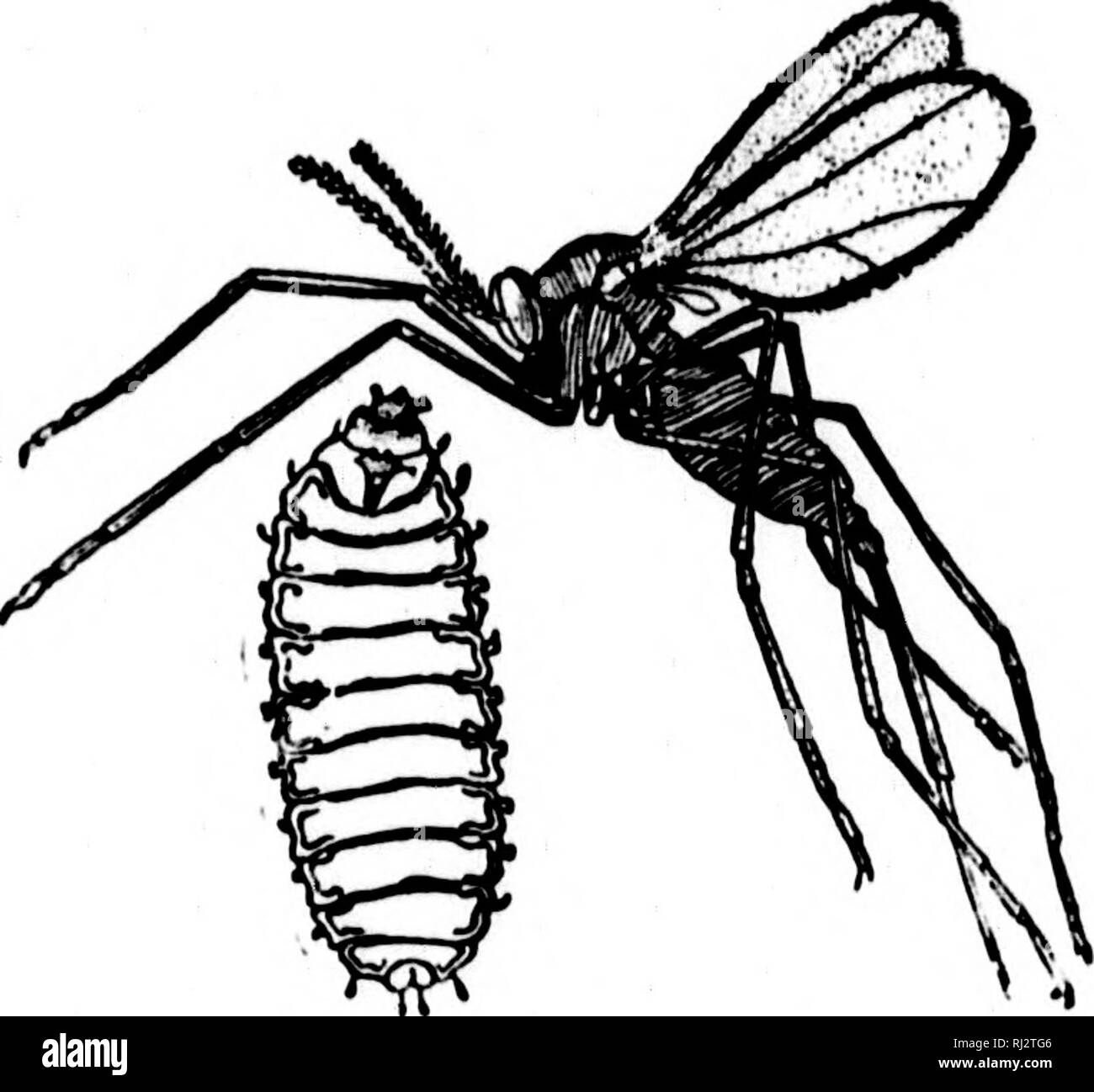 . Agricoltura pratica [microformati]. Agricoltura; l'agricoltura. Insetti del campo. 8s caso il giovane insetti passano generalmente attraverso llvj l'inverno in stato di pupa, noto come *"il lino-secil*' condizione, perché la j)upa caso è come un lino-seme. Qualsiasi di tali trovati in screening di frumento- dovrebbe naturalmente essere bruciate e wliere trovata nel campo delle stoppie deve essere tagliato e bruciato. Il rimedio principale per la mosca di Hesse è quindi per com|)letely bruciare tutto il materiale contenente il giovane gli insetti e per cambiare da frumento a un raccolto coltivato, come radici o mais. La mosca di Hesse attacchi di frumento, di orzo, di un Foto Stock