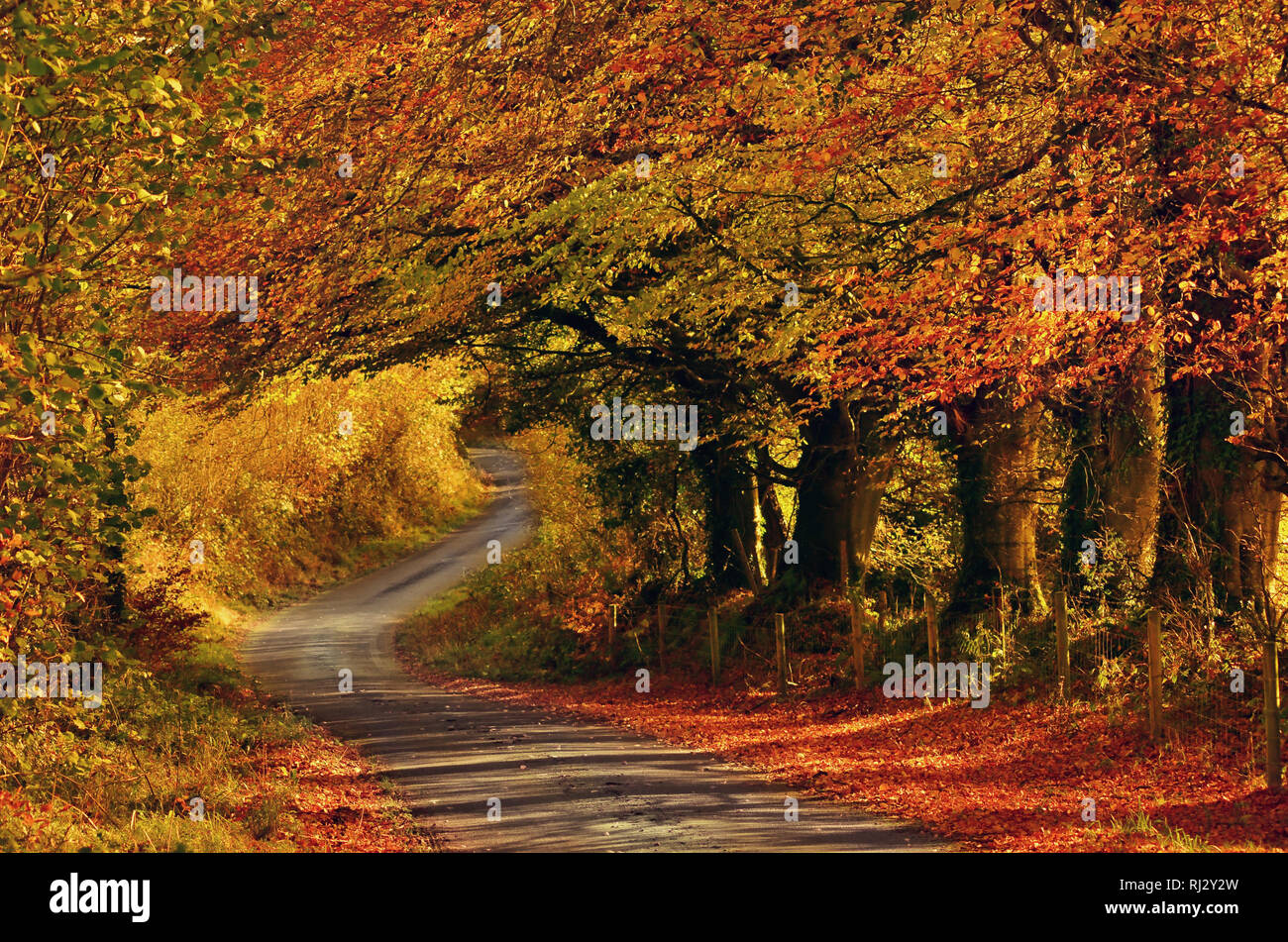 Strada d'autunno, oro Foto Stock