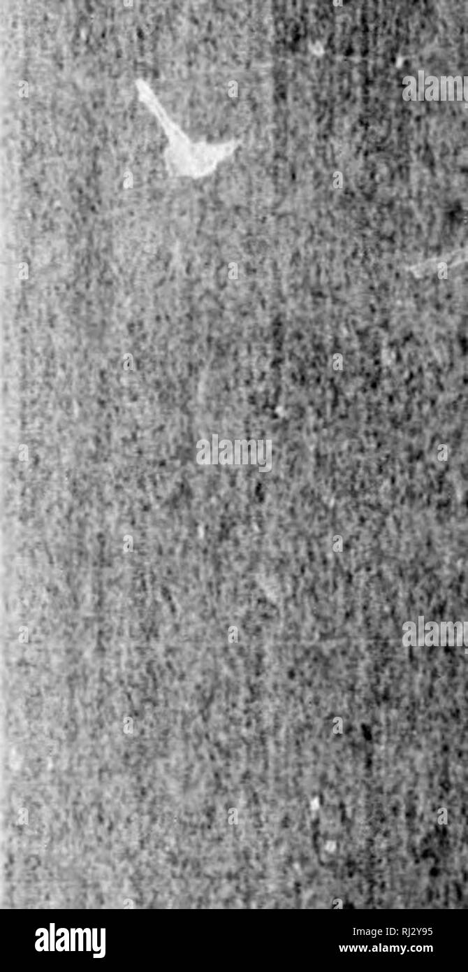 . Le farfalle della parte orientale degli Stati Uniti e del Canada [microformati] : con speciale riferimento alla Nuova Inghilterra. Farfalle farfalle;;; Papillons Papillons. r.I'II.I()XIXAK: LAKRTIAS PlIlI-KNol!. 1247 tlicn uno studente di Ilarvanl Colk'ife e curatore di oiitoinoloji'v in tliis L'ollc iXO SOI'K. 'tV. h Decn jxivfu lui', da wliii"li sembra tliat t wo )f wiiieli era Tl le covate di bruchi sono stati trovati in quel momento, solo n gceured liy il Dott. Harris, altri beinjr iiy distrutto il giardiniere scrittore eonjecturcs che le uova sono state deposte da "alcuni individui vaganti pilotato da essi New Haven Foto Stock