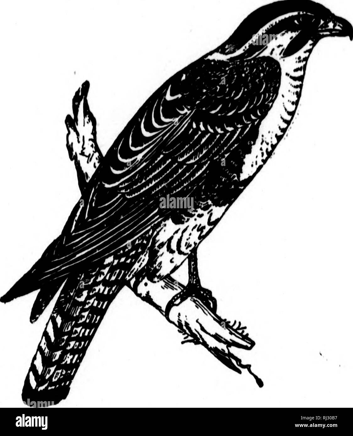 . I nidi e le uova di uccelli del Nord America [microformati]. Ornitologia; uccelli; Ornithologie; Oiseaux. D ihÂ" ly 86- Il inged. o sei. più grandi uova nuovamente Id e alla essendo Dist.â yonrn ^^^H^flr^ninnft n. 227 Questo bellissimo uccello, noto come il falco femorale, è comune e dispone di una vasta gamma Id America del Sud e Centrale; e esemplari di uccelli, suo i nidi e le uova sono state prese nel Texas Meridionale, lungo le rive del Rio Grande, in Arizona. Il dott. James C. Merrill trovato nidi di questa specie il 16 giugno 1877 e il 7 maggio 1878, vicino a Fort Brown, Texas; esse sono state poste sulla sommità della bassa Span- Foto Stock