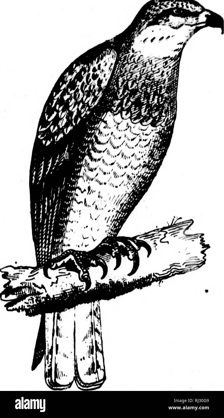 . I nidi e le uova di uccelli del Nord America [microformati]. Ornitologia; uccelli; Ornithologie; Oiseaux. Ciao! J yoffTii ii//;/.7riv niifns. 311 nidi, i genitori saileJ in cerchi overhpad, costantemente uttoilng un grido rfSfml)llnK belati di una capra. Ogni nnt conteneva un uovo. Il primo era fresca; dimensione 2.3."&GT; xl.91; sporco-bianco con alcune macchie rossastre nella piccola estremità. Tbc secondo, parzialmente incubato, lilte era il primo, ma thp macchie erano piuttosto scarsamente dlatrlbutnil oltre l'uovo intero; dimensione, 2,35x1,85. Il sig. Edwin C. Davis fotind un nido •f questo Hawk a sette miglia a sud di Fort Grlffln. Tex Foto Stock
