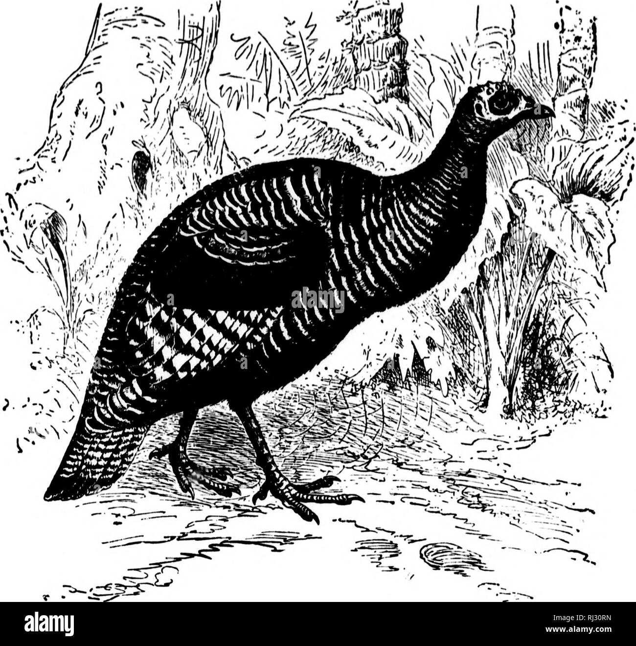 . I nidi e le uova di uccelli del Nord America [microformati]. Ornitologia; uccelli; Ornithologie; Oiseaux. Iij io ho ^il mio 13 •III' 182 NB8T8 e fischi del. * * Il tacchino selvatico dell America Centrale, MeleagHs ocellata (da Brehm). 310a. IIEXICAIT TURCHIA. Mdcagris yaUoparo mcricam (Gould.) Geog. Dist.-table-terra del Messico, a nord al confine meridionale degli Stati Uniti; Texas occidentale in Arizona. La Turchia si trova nel Texas occidentale, Nuovo Messico, Arizona e verso sud; in località idonea è abbondante. In varie gamme della montagna in tutto il Messico Nef è molto comune. Sull'approccio dell'inverno lasciano Foto Stock