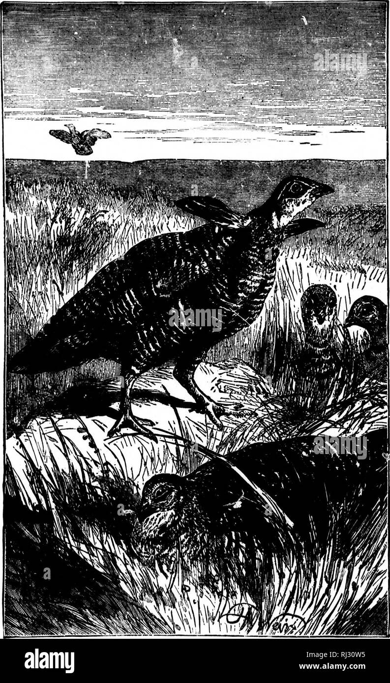 . I nidi e le uova di uccelli del Nord America [microformati]. Ornitologia; uccelli; Ornithologie; Oiseaux. I i iJ! Io ho ]â 176 NE8T8 e EQGS DEL. 305 Prairie Hen.. Si prega di notare che queste immagini vengono estratte dalla pagina sottoposta a scansione di immagini che possono essere state migliorate digitalmente per la leggibilità - Colorazione e aspetto di queste illustrazioni potrebbero non perfettamente assomigliano al lavoro originale. Davie, Oliver. [Columbus Ohio] : Landon premere Foto Stock