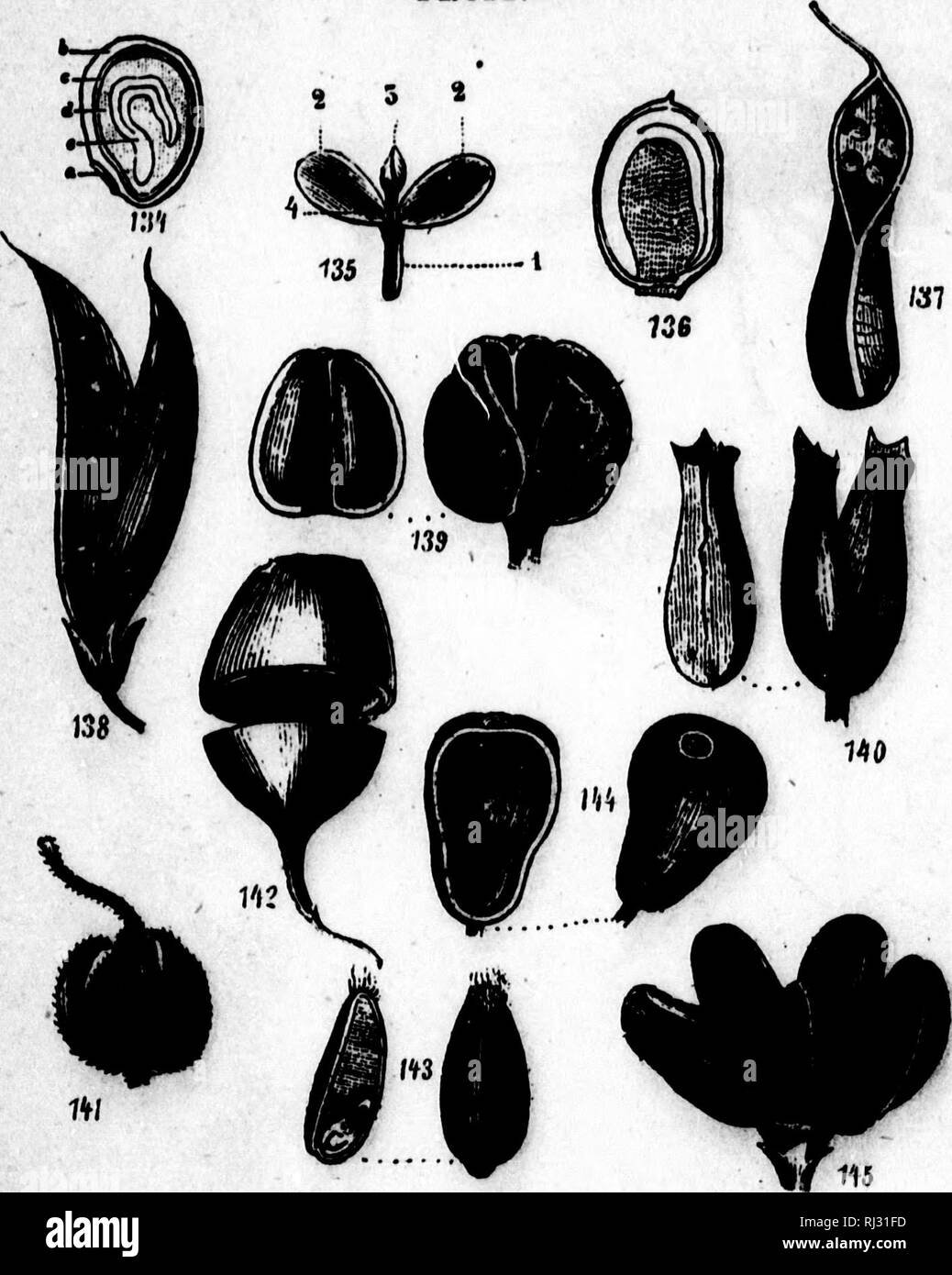 . Cours Ã©lÃ©mentaire de botanique et flore du Canada à l'usage des Maisons d'Ã©ducation [microforme]. Botanique; Plantes; botanica; piante. y - 'J y t >Â"R";.Wjj^'*:' mmmmm f! Â Â" PLANCHE XX. FBUIT. 134. Graine anatrope du Tilleul d'AmÃ©rique, coupÃ©e rertica- lement : un, entre ; b, testa ; e, membrana interne ; d, albu- uomini ; e, embryon Ã deur cotylÃ©dons. 136. Le parti de l'embryon: (1), radicule ; (2,2 ), cotylÃ©dons ; (3), gemmule ; (4), tigelle. 136. Embryon extraire. 137. Follioule de l'Aconit. Â"Â"Â"MiÂ"Â"i 138. Gousse de fagioli bianchi. 139. La capsula triloculaire, trival- re, loculicide. Foto Stock