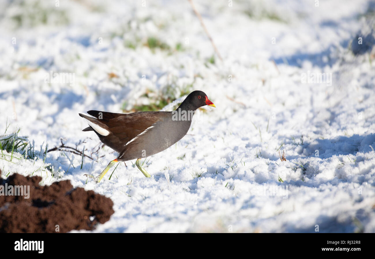 Comune, Moorhen Gallinula chloropus, passeggiate sulla neve in una fredda giornata invernale, passato una spinta di fresco-up molehill. Foto Stock
