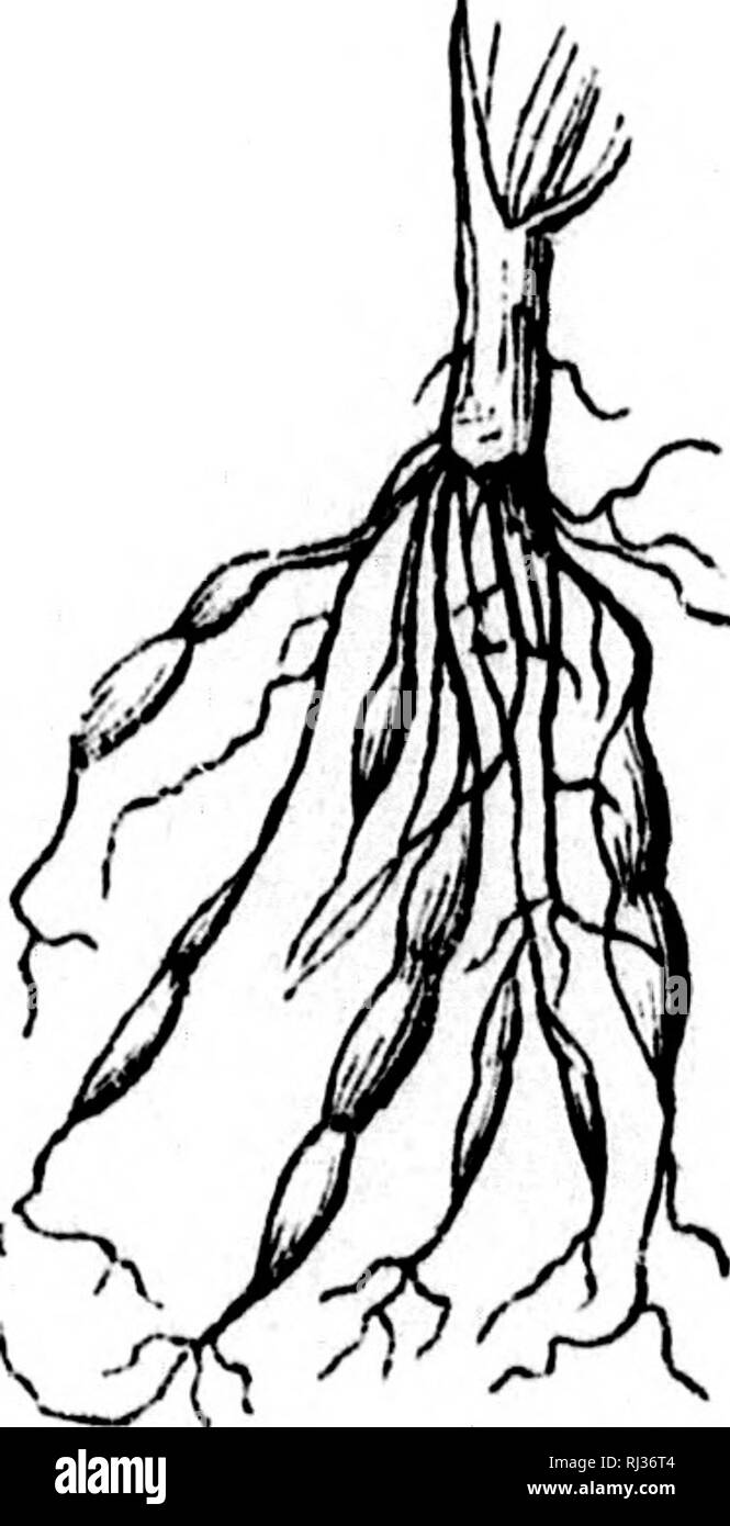 . Traité élémentaire de botanique [microforme] : à l'usage des Maisons d'Education et des Amateurs qui voudraient se livrer à l'étude de cette science sans le secours d'onu maître. Botanique; Plantes; botanica; piante. On appelle racines aériennes, celles que certaines plantes ont la faculté li émettre des différentes parti de leur tige au dessus de terre et même de leurs ra- meaux, comme le Figuier de l'inde nous en fournît onu Fig. 19. Racines fasciculées et bulbe (Lis^. Fig. 20. Racines fiberuses ("0ér&LT;?ale8^. Fig. 21. Racines noueuses (Filipendule.). Si prega di notare che queste immagini sono ext Foto Stock