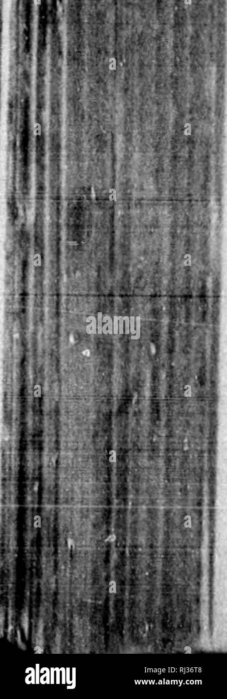 . American ornitologia, o la storia naturale degli uccelli degli Stati Uniti [microformati]. Wilson, Alexander, 1766-1813; Wilson, Alexander, 1766-1813; uccelli; Oiseaux. ,, U. CXTl VITA DI WILSON, che ho avuto questa deliziosa poesia nel suo occhio. wo arc convinto da alcune delle descrizioni e sentimcnta. La strofa boginninji, " In thcso verde (olitudes, della PNO il posto preferito," è sccurately descrittivo di un luogo, in Bartran^.'s boschi, dove ho usato al ritiro per gli scopi della lettura e della contemplazione e dove è in programma la sua ornitologia. Del fauita di questa piccola poesia io mer Foto Stock