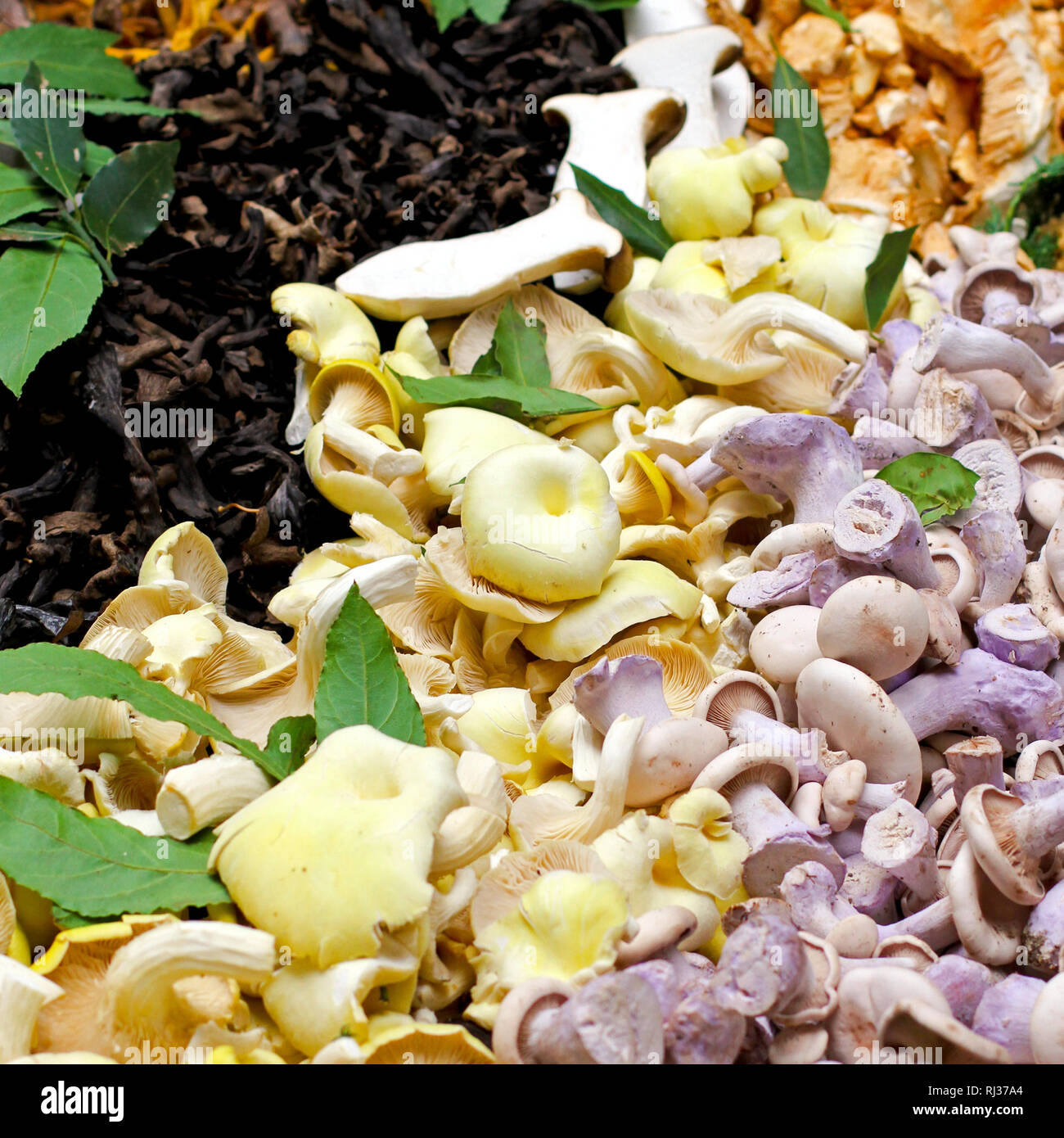 Grande assortimento di fresco funghi coltivati venduti sul mercato Foto Stock