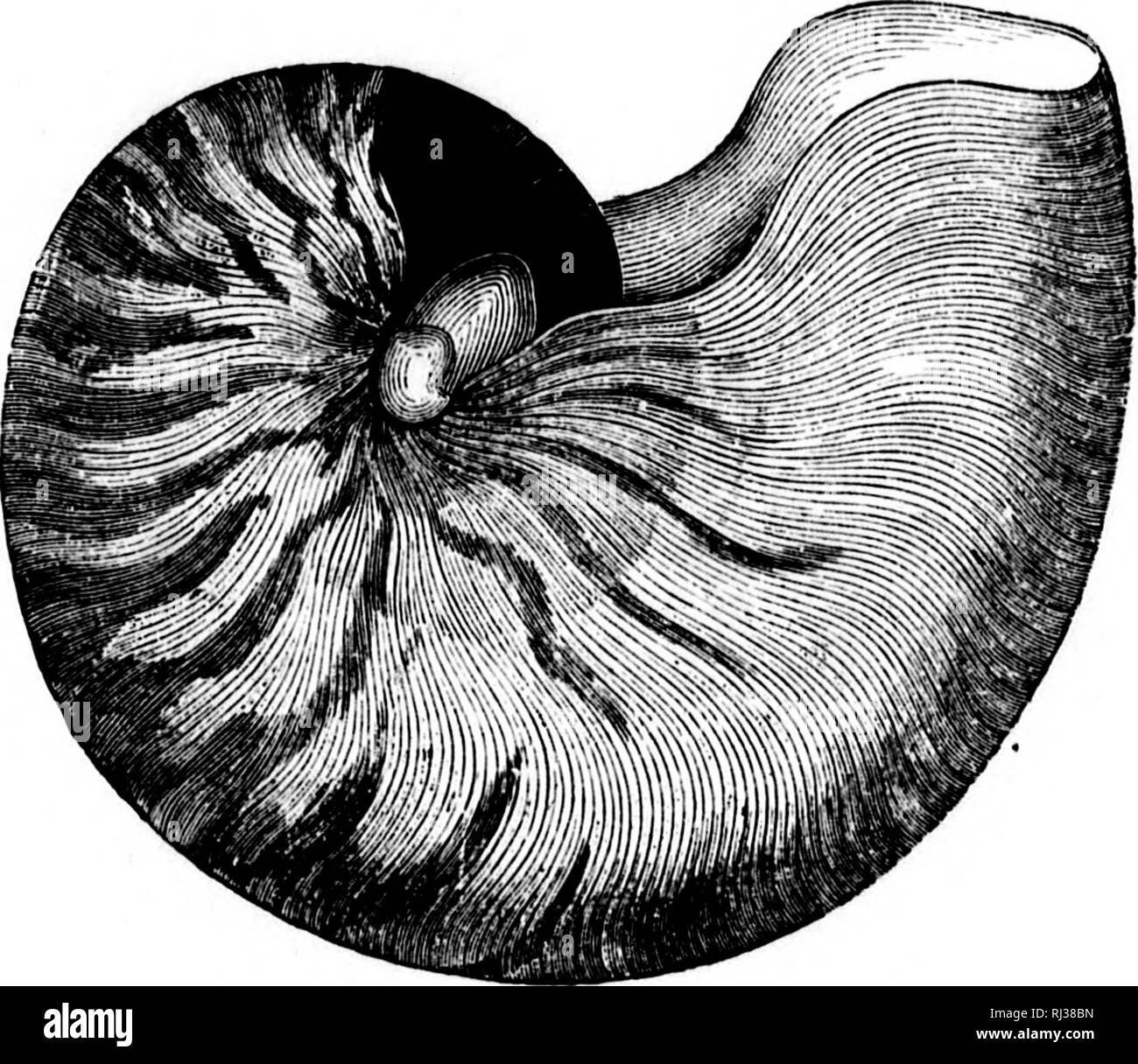 . Il mare [microformati] : la sua storia di agitazione di avventura, pericolo &AMP; eroismo. Avventura e avventurieri; viaggi e viaggi; Oceano; Aventures et aventuriers; viaggi; Océan. Un MARINE MOXSTER. 149 .&amp; o H U O B ti; pesce, che è più grande di una mano umana. Nel 1853 un gigantesco campione è stato bloccati sulla costa di Tutland, che arredate molti Barrow-carichi di Hesh e altre sostanze organiche. Chi non ha sentito parlare di the Kraken, il terrore dei mari del nord ? Naturalisti e altri molto tempo fa ha dato credito alle affermazioni di alcuni scrittori scandinavi che believetl stessi in Foto Stock