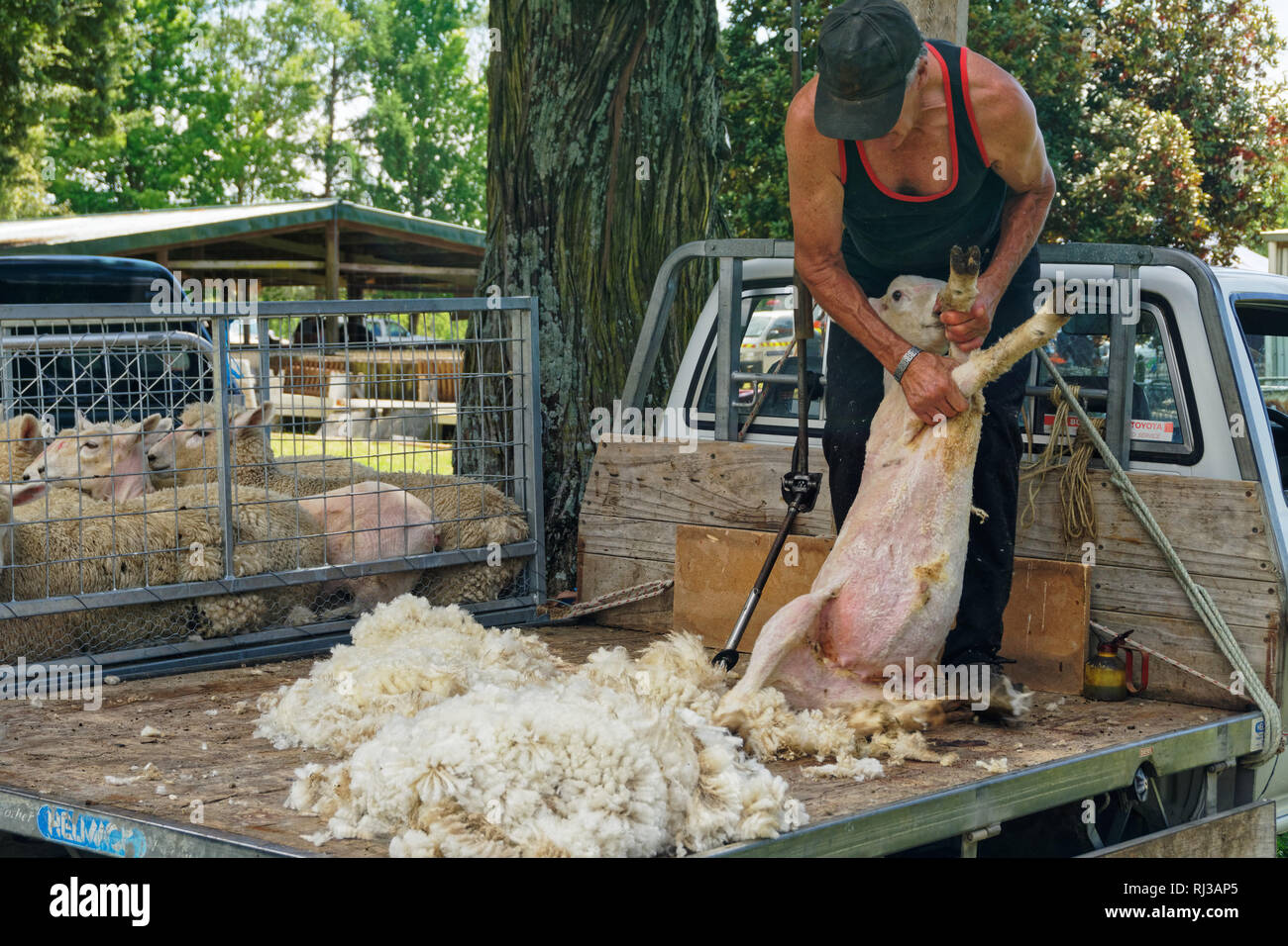 Pecore shearer, indossando il regolamento pecore tosatori vestiti di nero giubbotto nero e jeans, tranciatura di una pecora, Nuova Zelanda. Foto Stock