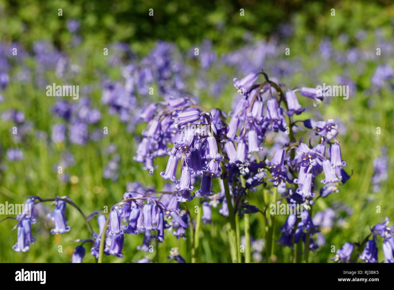 Bluebell Woodland campi, East Sussex, Bluebell Railway Foto Stock