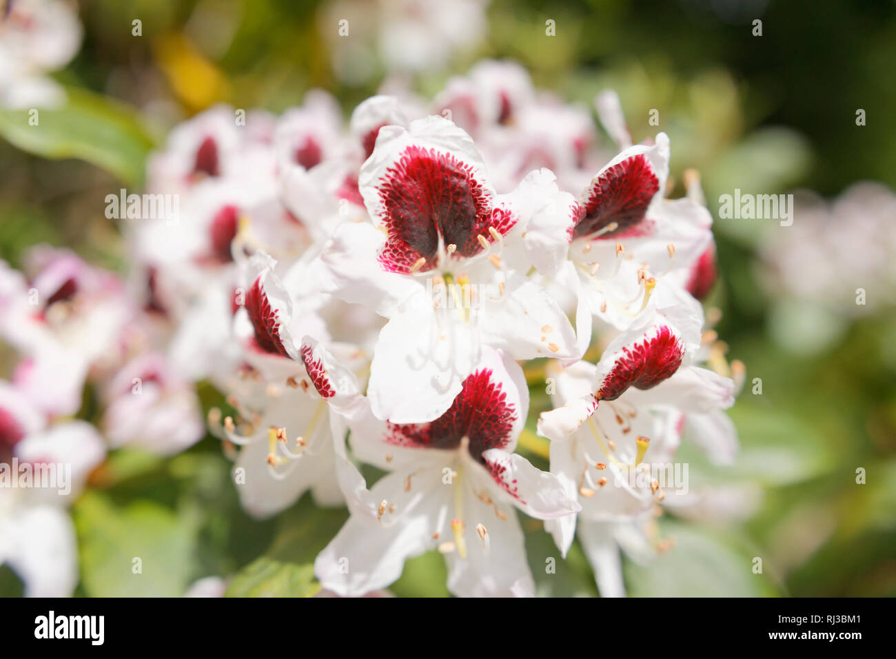 Fioritura di colore rosso e bianco Orchid Foto Stock
