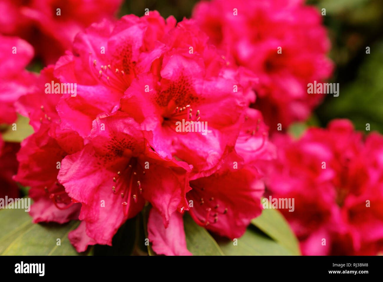 Rosso rododendro fioritura Foto Stock