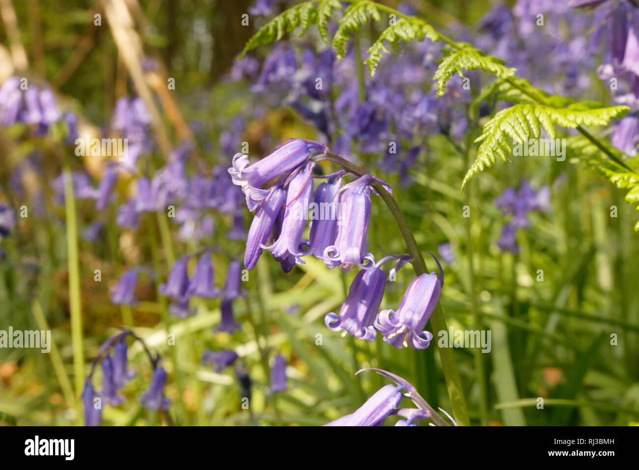 Bluebell Woodland campi, East Sussex, Bluebell Railway Foto Stock