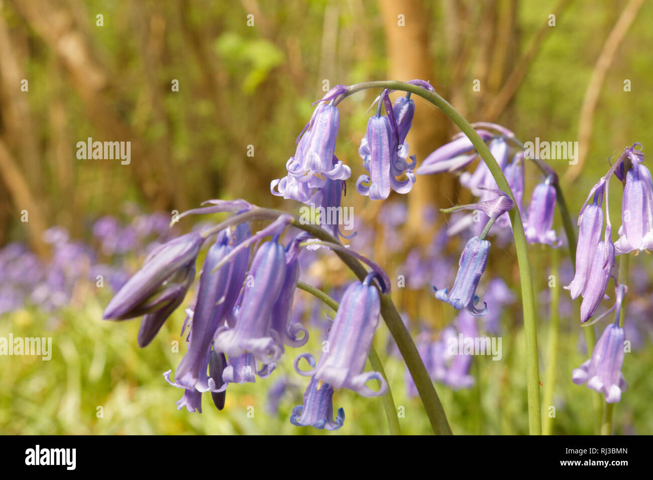 Bluebell Woodland campi, East Sussex, Bluebell Railway Foto Stock