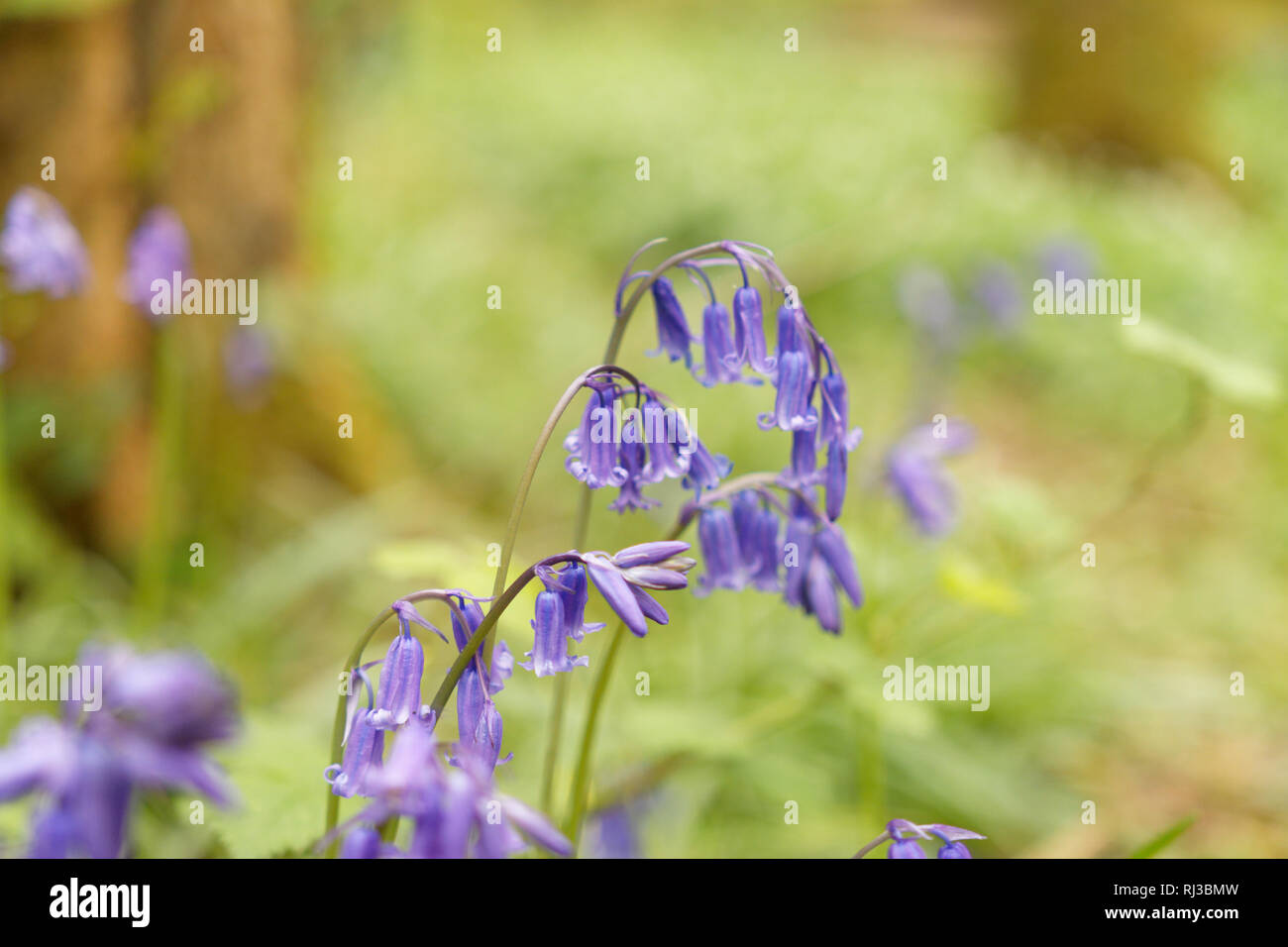 Bluebell Woodland campi, East Sussex, Bluebell Railway Foto Stock
