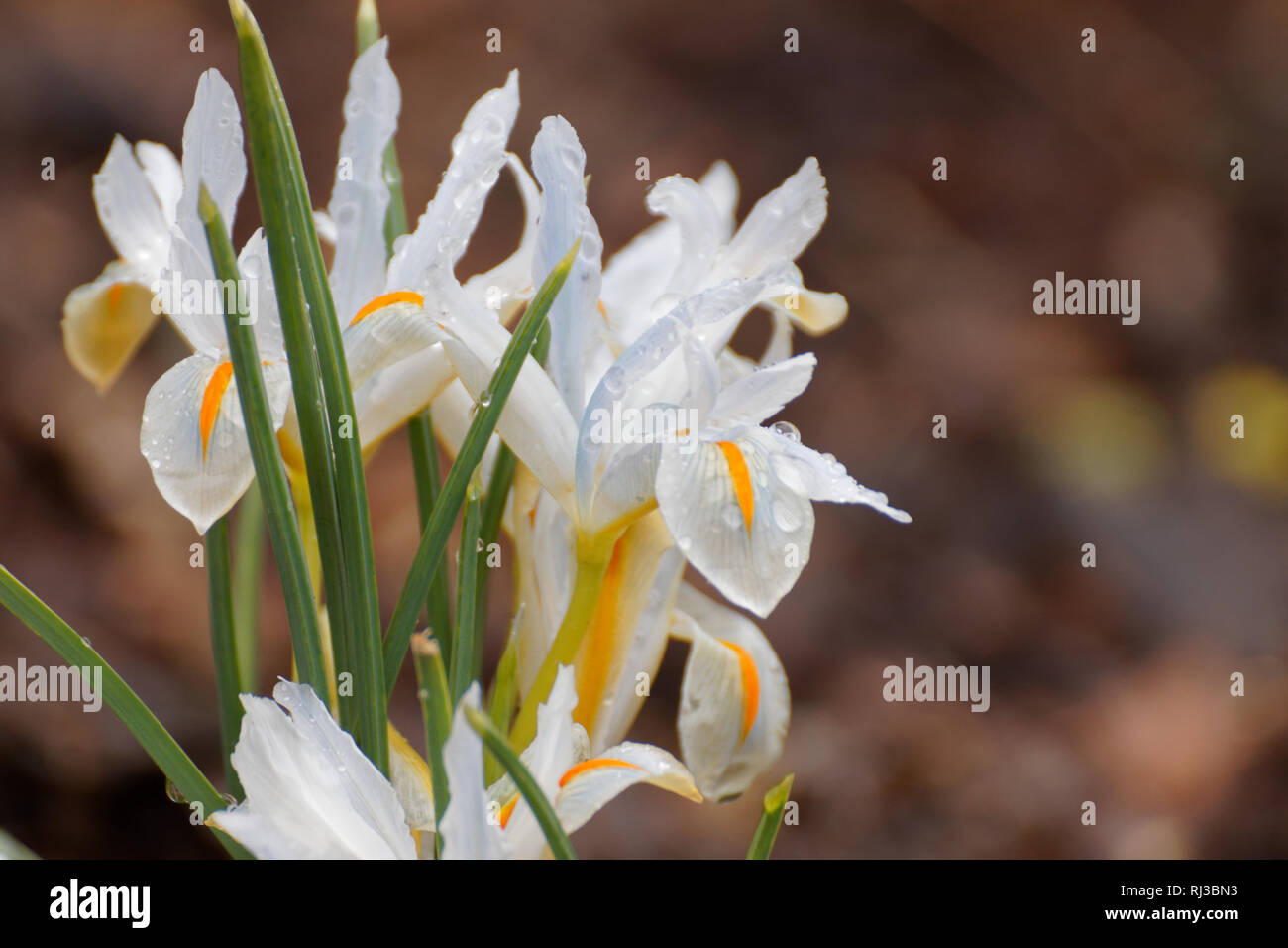 Iride bianco con gocce d'acqua su petali Foto Stock