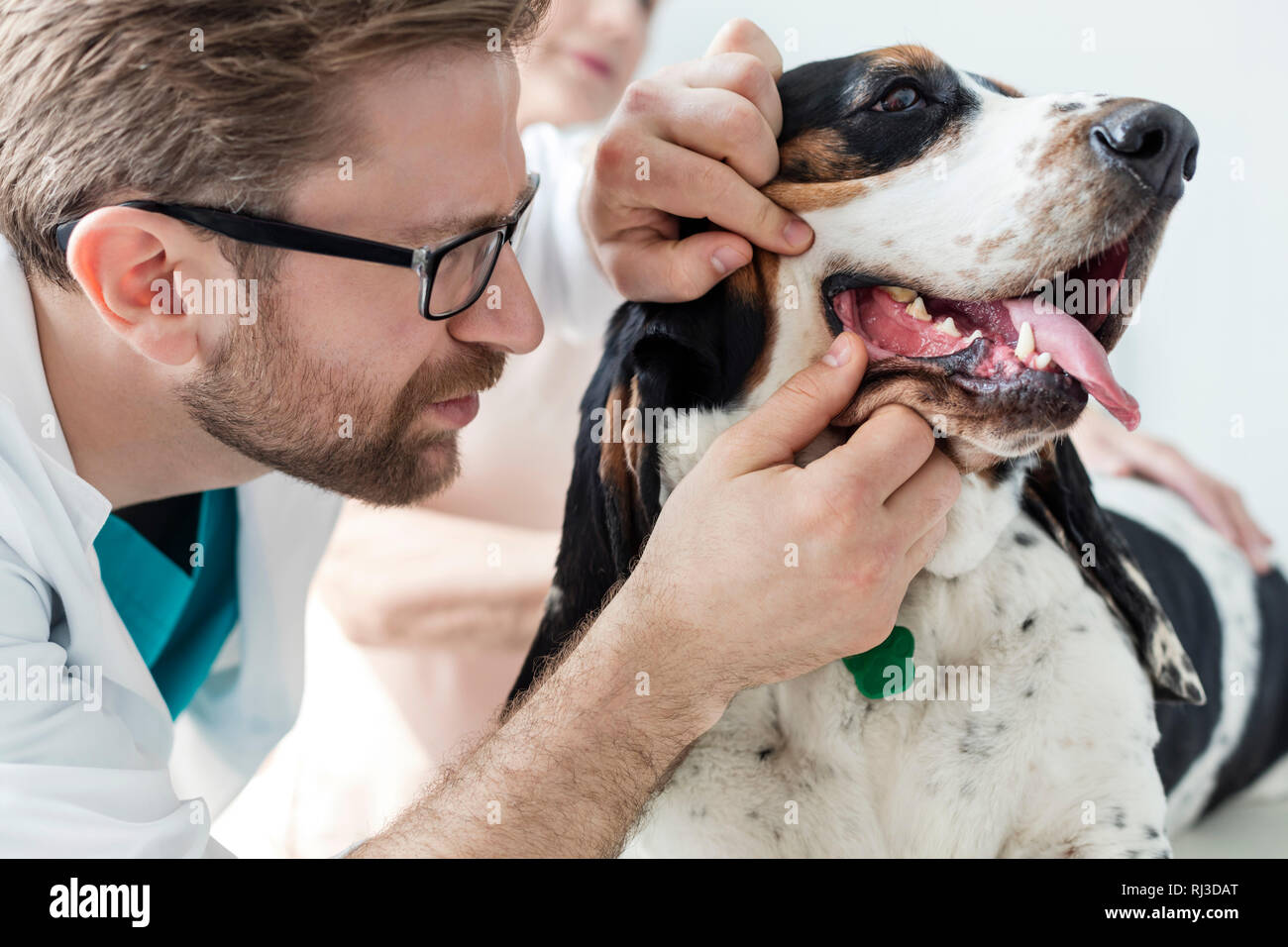 Vista dettagliata del medico esaminando cane i denti a clinica veterinaria Foto Stock