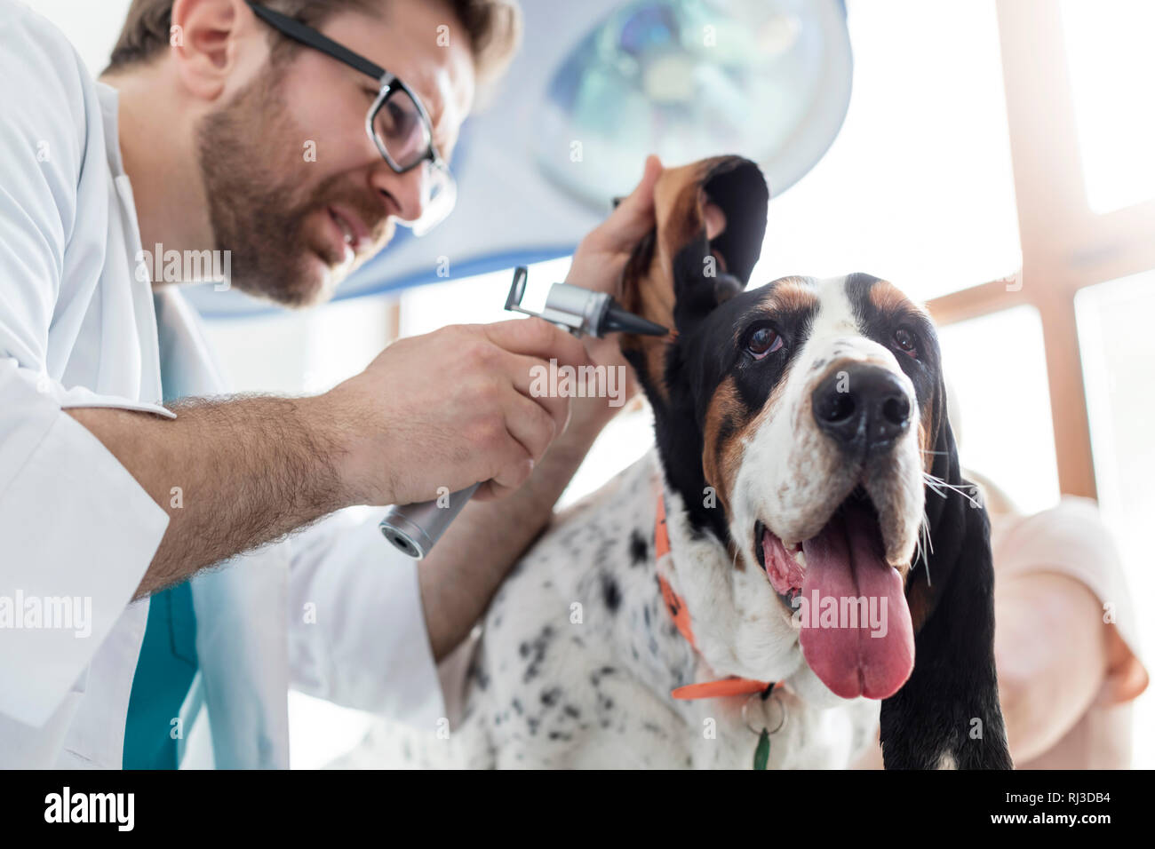 Primo piano di esame medico del cane per orecchio con otoscopio apparecchiature presso clinica veterinaria Foto Stock