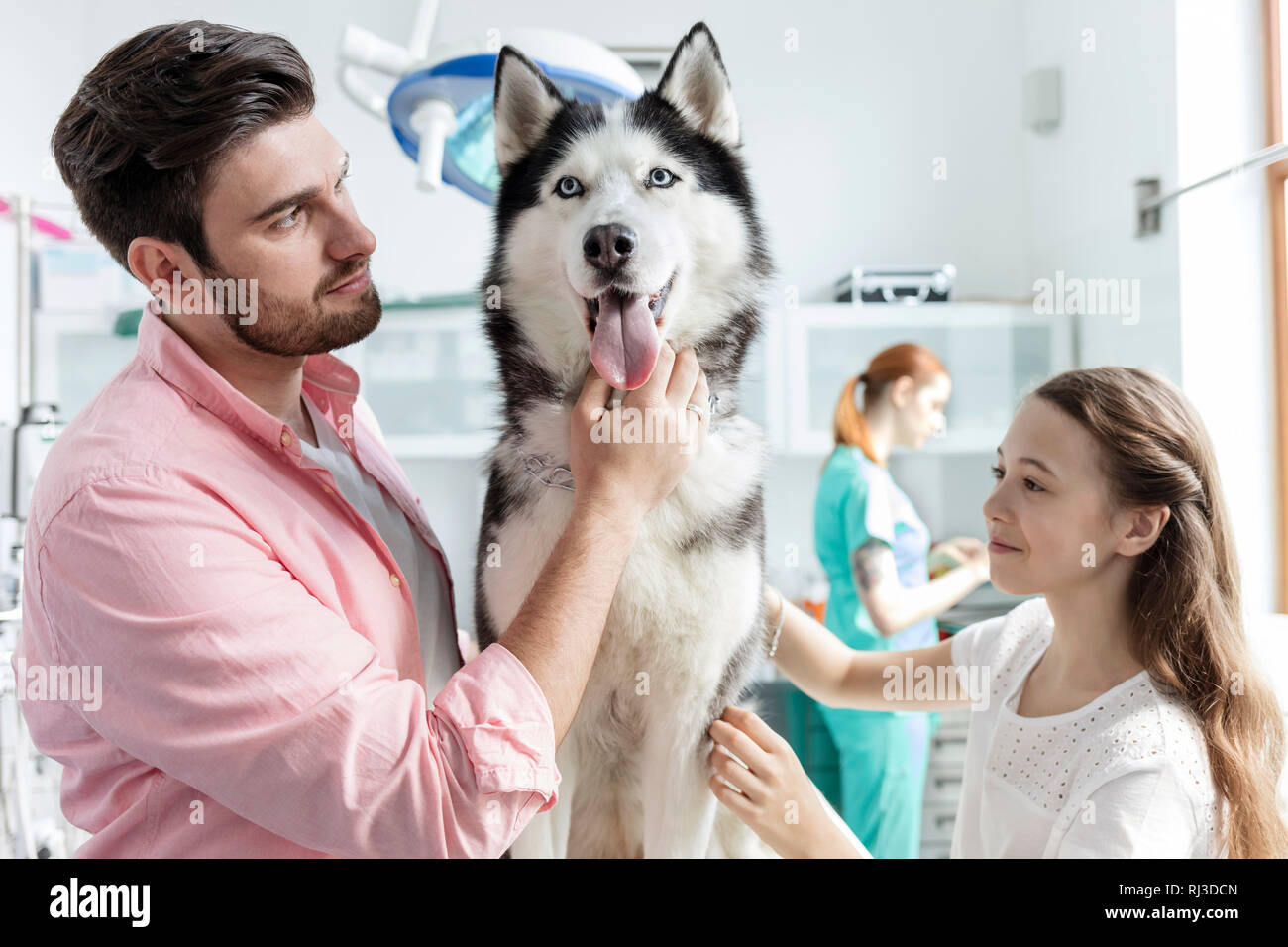 Proprietari stroking husky a clinica veterinaria Foto Stock