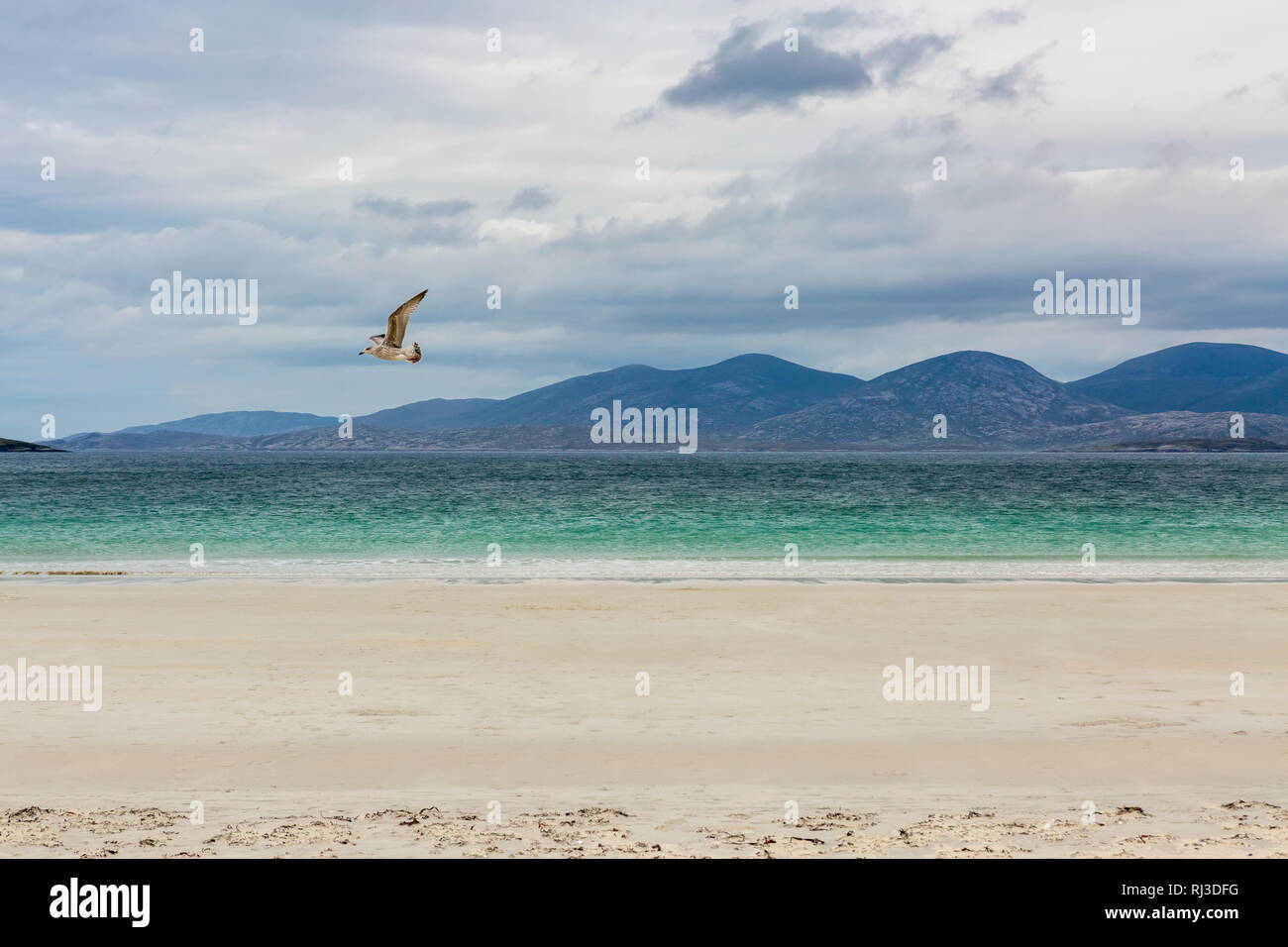 Seagull battenti Luskentire lungo la spiaggia con la bassa marea, Isle of Harris, Ebridi Esterne, Scotland, Regno Unito Foto Stock