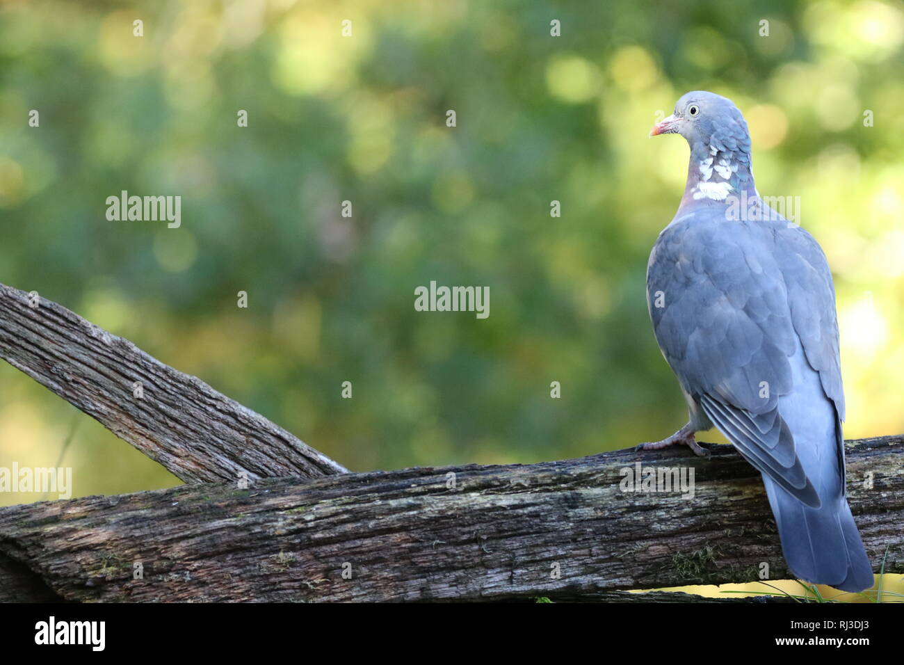 Woodpigeon comune (Columba palumbus) appollaiato sulla recinzione marcio nella soleggiata bordo del bosco. Foto Stock