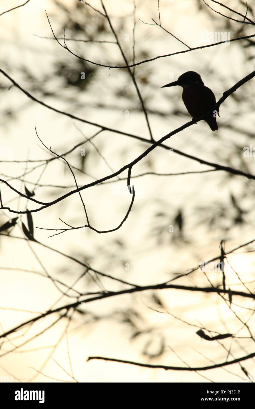 Common Kingfisher (Alcedo atthis) arroccato in alberi retroilluminati da sera luce invernale Foto Stock