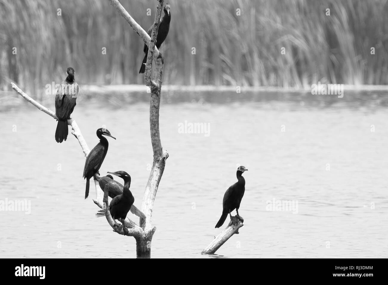 Neotropic cormorano (Phalacrocorax brasilianus) gruppo registrato su una zona umida nel suo ambiente naturale Foto Stock