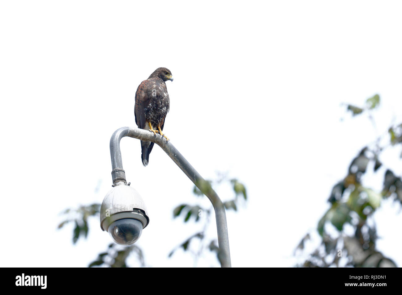 La Harris hawk (Parabuteo unicinctus), individuo arroccato su un posto di sorveglianza nel centro urbano Foto Stock