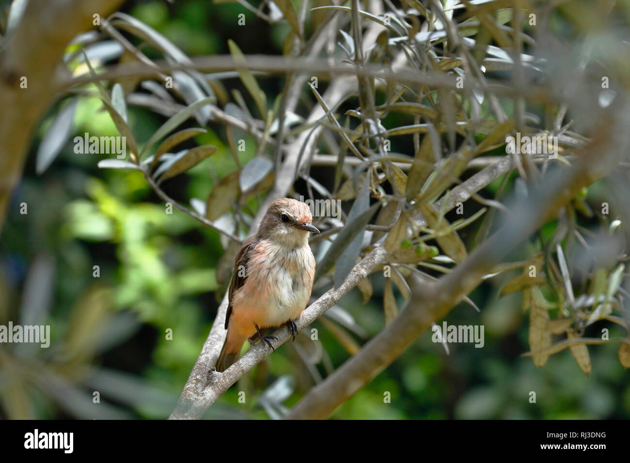 Vermiglio flycatcher (Pyrocephalus rubinus) femmina arrampicato ancora sui rami Foto Stock