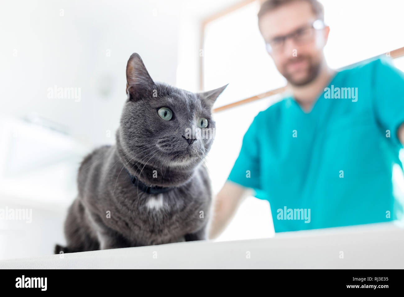 Medico guardando il russo gatto blu sul letto in clinica veterinaria Foto Stock