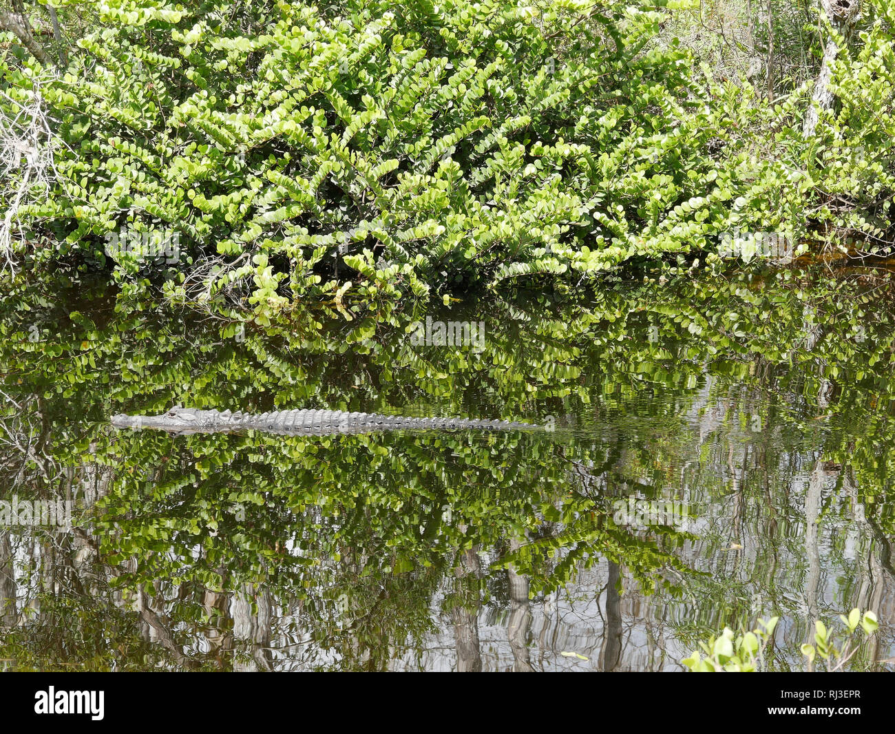 Coccodrillo nel fiume con alberi Foto Stock