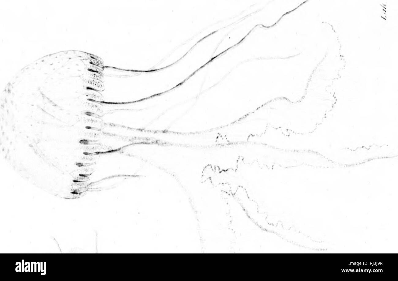 . Viaggio pittoresco Autour du monde [microforme] : avec des ritratti de sauvages d'Amérique, d'Asie, d'Afrique et des îles du Grand océan : des paysages, des vues maritimes et plusieurs objets d'histoire Naturelle. Rurick (Navire); Rurick (nave); Vues; Voyages Autour du monde; Sciences Naturelles; Craniologie; viste; viaggi in tutto il mondo; Storia Naturale; Craniology. un ^5 '4. vV'&GT;l' '0 1 S. ^ ::sm. Si prega di notare che queste immagini vengono estratte dalla pagina sottoposta a scansione di immagini che possono essere state migliorate digitalmente per la leggibilità - Colorazione e aspetto di queste illustrazioni potrebbero non per Foto Stock