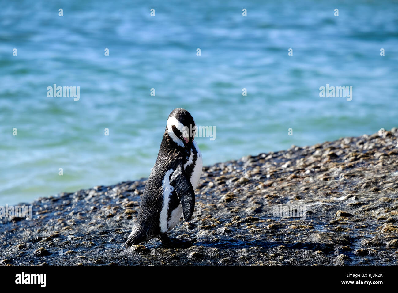 Pinguino in piedi su una roccia Foto Stock