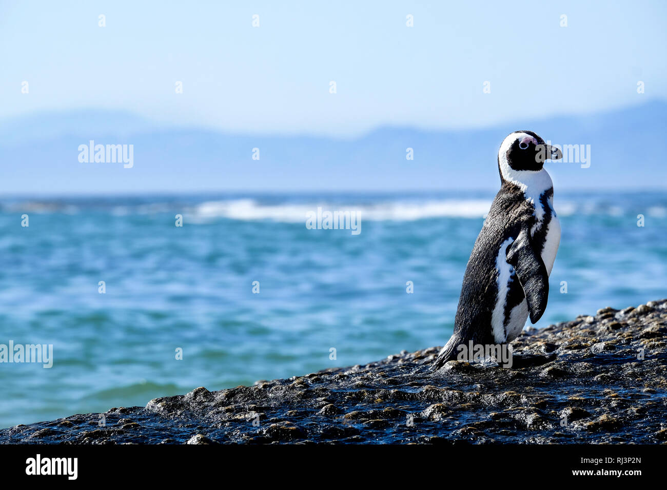 Pinguino in piedi su una roccia Foto Stock