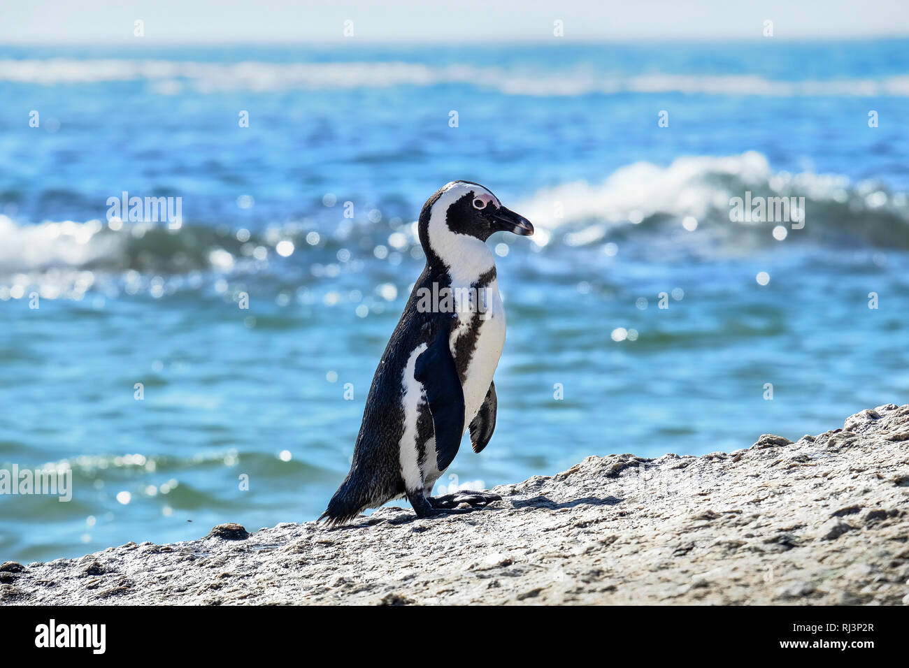 Pinguino in piedi su una roccia Foto Stock