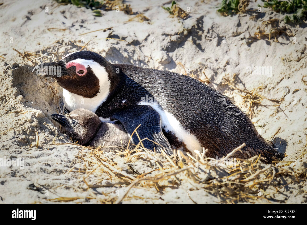 Penguin femmina e chick nel suo nido Foto Stock