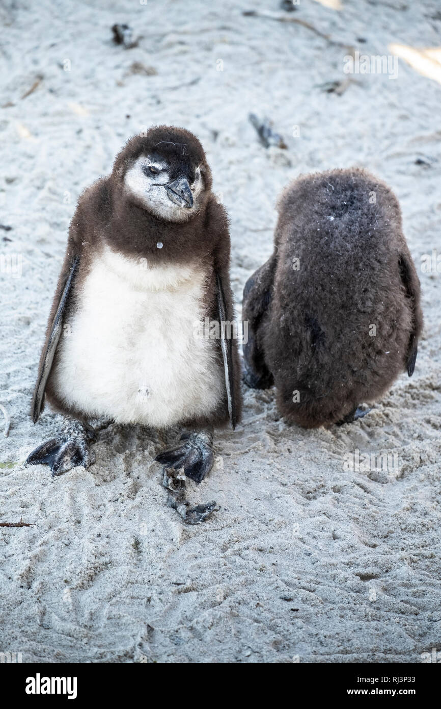 Penguin pulcini da vicino alla spiaggia Foto Stock