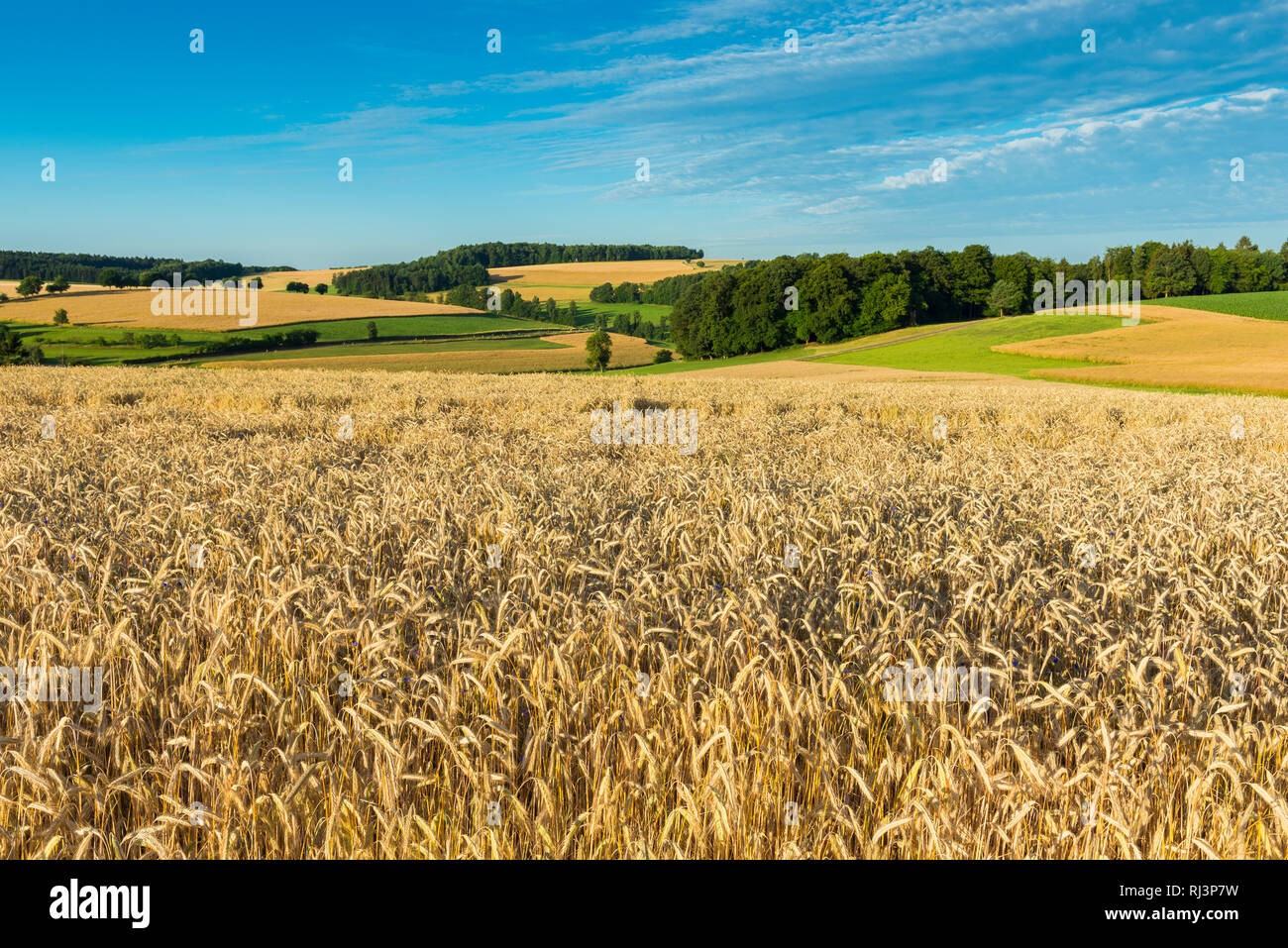 Campagna con campo di segale in estate, Reichartshausen, Miltenberg, Baviera, Germania Foto Stock