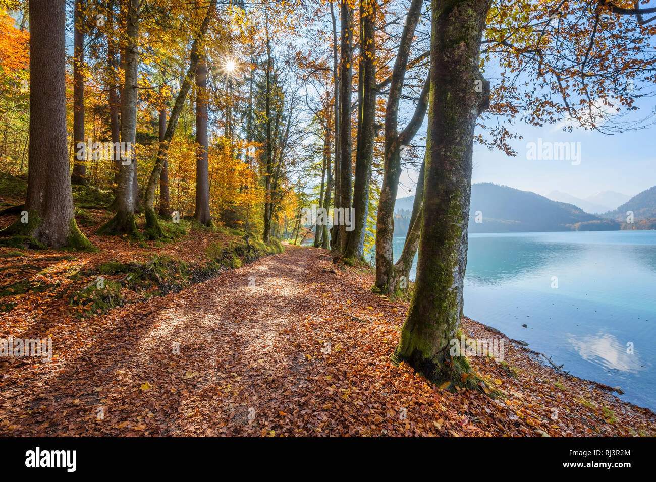 Sentiero Lungolago attraverso la foresta di autunno con Sun, Lago Alpsee, Fussen, Svevia, Allgau, Baviera, Germania Foto Stock