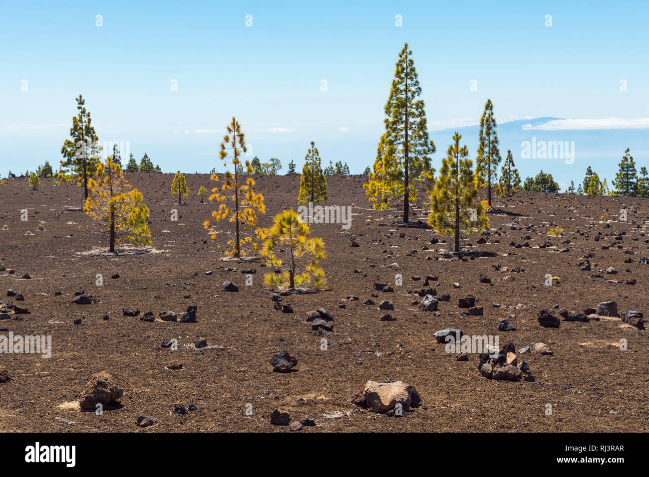 Paesaggio vulcanico con alberi di pino, il Parque Nacional del Teide Tenerife, Isole Canarie, Spagna Foto Stock