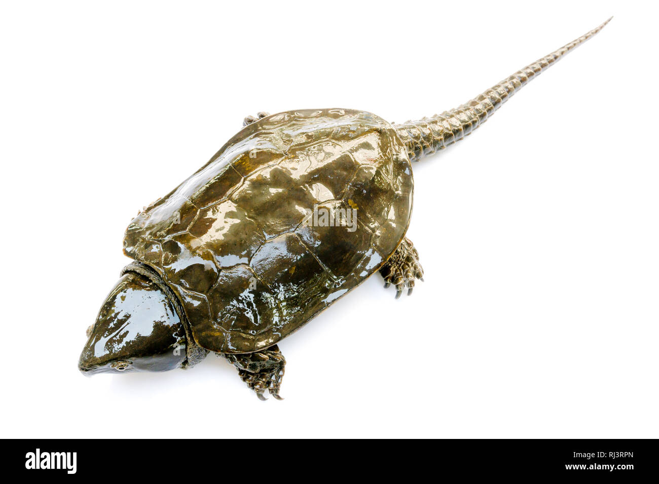 La tartaruga 'Platysternon megacephalum' su uno sfondo bianco,è una tartaruga di acqua dolce, carnivori, Platysternon megacephalum. Foto Stock