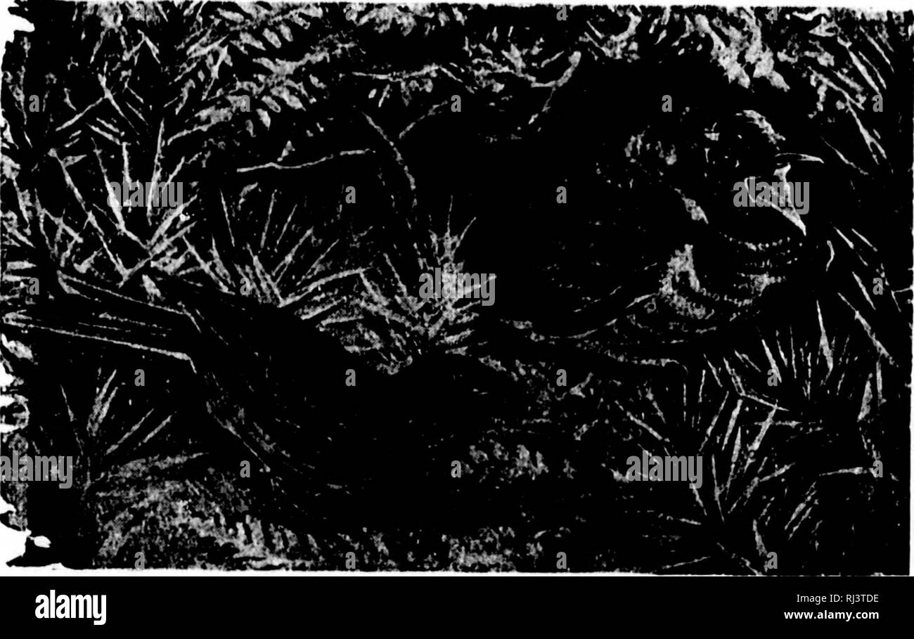 . Il nostro cuculo comune e altri cucù e uccelli parasitical [microformati] : un tentativo di raggiungere una vera e propria teoria di loro da studio comparativo di abitudine e funzione; con una critica approfondita e l'esposizione di Darwin i punti di vista e romanes i punti di vista e quelli dei loro seguaci. Cucù; uccelli; Coucous; Oiseaux. La sig.ra Hoyi's" blu Robin. 183 stati occasionalmente registrato", il sig. Speedy prosegue, ''di Foster-madri di cucù, nel loro stato selvaggio, st(trvin&LT;;; se stessi a morte nella loro devozione per l'alimentazione tlieir mi^luttonous char&LT;^c con cibo quando immediatamente un hird, talvolta di un'altra specie, woul Foto Stock