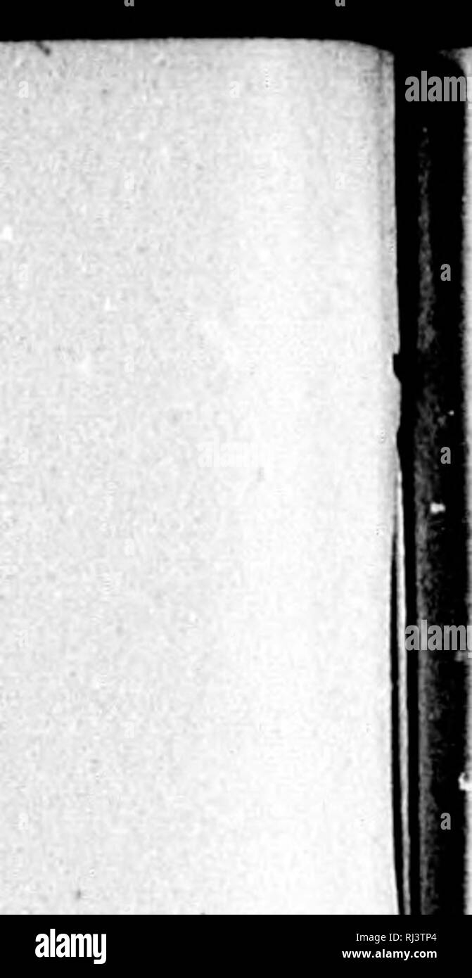 . Il grande gioco del Nord America [microformati] : le sue abitudini, habitat, tormenta e charcteristics : come, quando e dove a caccia di esso. Caccia; Caccia; caccia grossa; caccia grossa; Chasse; Chasse; Chasse au gros gibier; Chasse au gros gibier. ! Ho un cervo-caccia. Da Wah-bah-mi-mi. Egli voce del brave "Venus" è stato sentito sul gale e il iSerce urlo del conducente è venuto vicino al suo tallone; la sharp yell di Patch ha raccontato la storia del gioco, come down " swamp-pista " grand chorus è venuto! La paura colpita dalla cava, in fieri antlcred orgoglio, fuggiti in poi, con neve-fiocchi di schiuma sul suo s Foto Stock