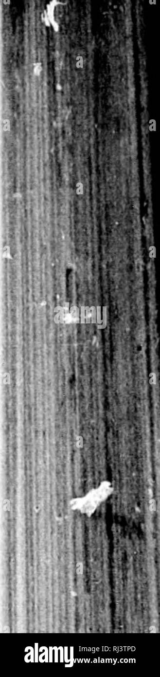 . Il grande gioco del Nord America [microformati] : le sue abitudini, habitat, tormenta e caratteristiche : come, quando e dove a caccia di esso. Caccia; Caccia; caccia grossa; caccia grossa; Chasse; Chasse; Chasse au gros gibier; Chasse au gros gibier. ^ •m. f I '^ MI: un cervo TTUXT. Da WAH-liAlI-MI-MI. Egli voce del brave " Venere" wns sentito sul gale e la tierce urlo del conducente è venuto vicino al suo tallone; la sharp yell di Patch ha raccontato la storia del gioco, come dovvn " swamp-pista " grand chorus è venuto! La paura colpita dalla cava, in fieri un'k'red orgoglio, ha perorato in poi, con neve-tlake Foto Stock