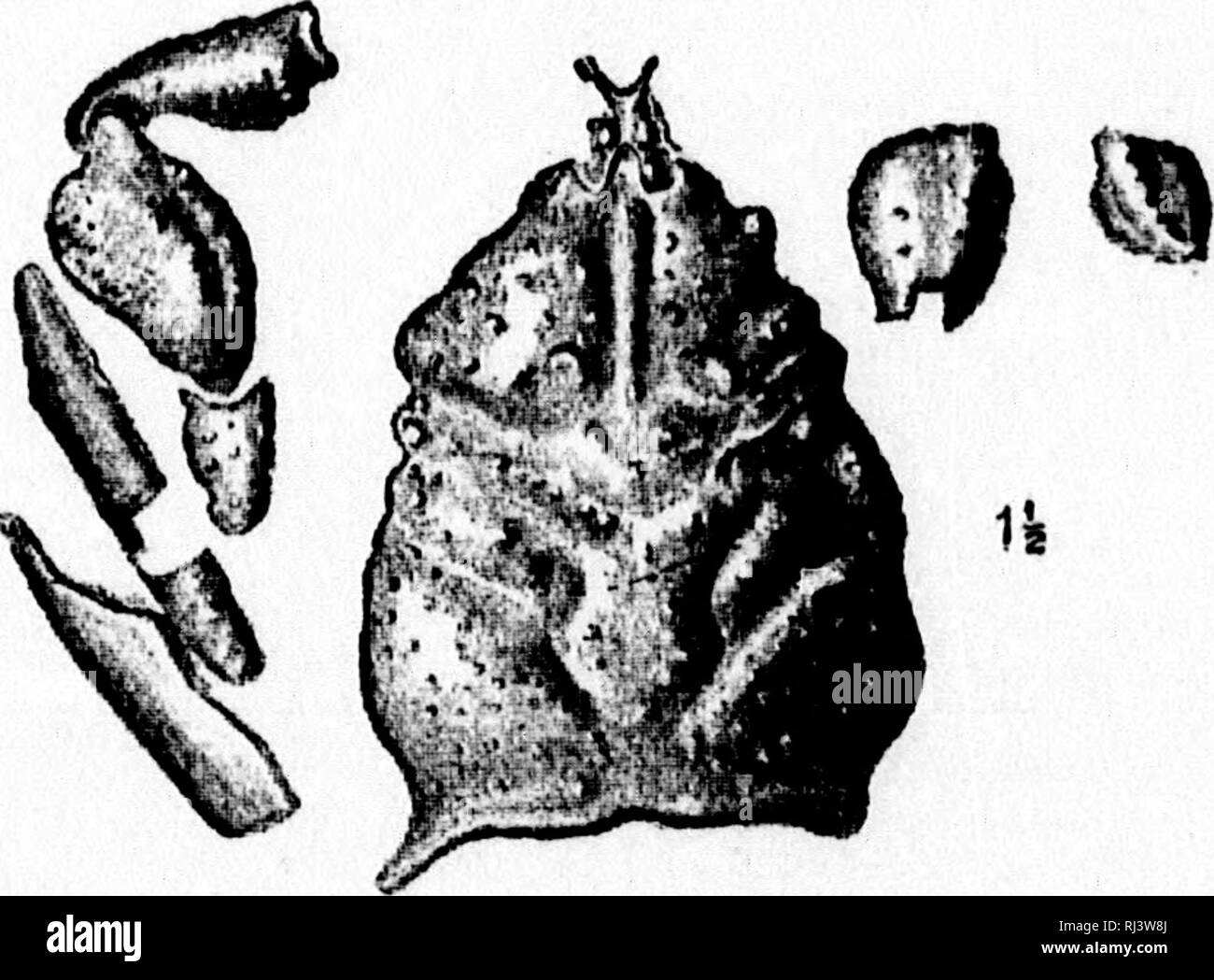 . Su alcuni podophthalmatous crustacea dal Cretaceo formazione di Vancouver e Queen Charlotte isole [microformati]. Crostacei fossili; Crustacés fossiles. 224 DR. H, WOODWABD SU CRETACEO PODOPBTHALMATA [maggio 1896, II. BRACHYURA-anomala. Famiglia Homolidse. Genere Homolopsis, Bell. Carapace più lungo che largo, quadrilatero; regioni del carapace vorj' distinta; regione brachiale grandi, triangolare; orbite vicino insieme, regione frontale piuttosto prodotta; subrotund anteriore. 2. Homolopsis Michardsoni, sp. nov. (Fig. 3.) Questa interessante piccolo granchio è stato ottenuto dal Sig. James Eichardson nel 1872 da sci Foto Stock