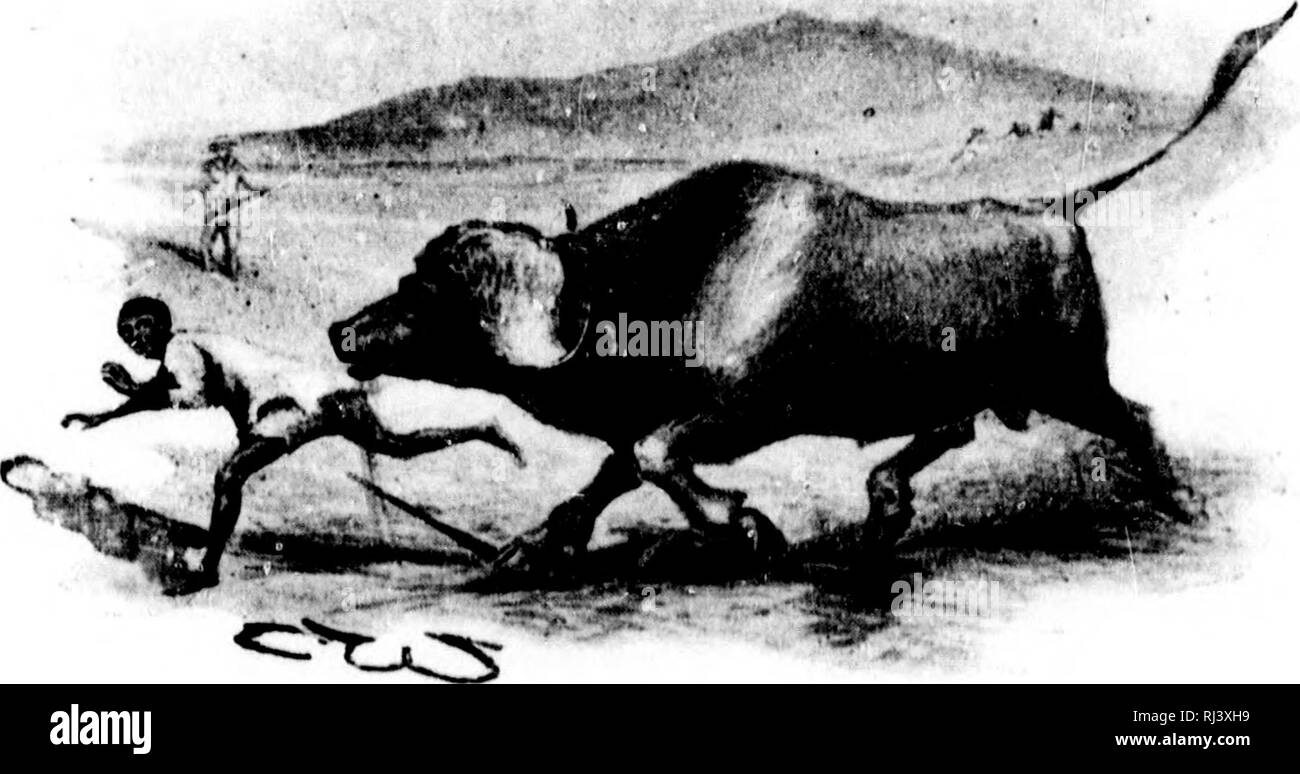 . Big game riprese [microformati]. Caccia grossa; Caccia; Chasse au gros gibier; Chasse. -J4 aletta di ripresa del gioco a slittare e ha scattato fino e cadde lorward llat sul suo fac:e nell'erba, che era di circa 2], piedi alto sotto l'ombra dell'albero. Il luiffalo, Ijeing così vicino a lui al momento, overshot lui, ma mantecato rotonda e due volte ho visto dare un vizioso scavare a lui con la sua Y.qmX e poi si inginocchiano due o tre volte, quando ho potuto vedere solo la sua poppa sopra l'erba. Per il tempo che mi sono avvicinato U[) la bufala era in un inginocchiarsi- ing posizione ; e, pensando che l uomo è stato probabilmente morti, elevo Foto Stock